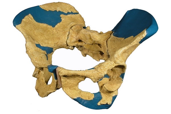 Pánev ženy druhu Homo erectus z doby před 1,2 milionu let.