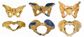 Srovnání pánví australopitéka (slavná Lucy), H. erectus a H. sapiens.