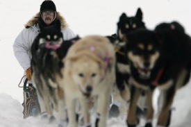 Snímek z letošního závodu Iditarod.