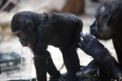 Do pražské ZOO hodně táhnou gorily.