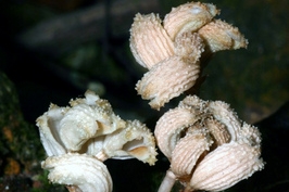 Nový druh orchideje objevený ve Vietnamu dostal jméno Gastrodia Theana Nový druh orchideje objevený ve Vietnamu dostal jméno Gastrodia Theana