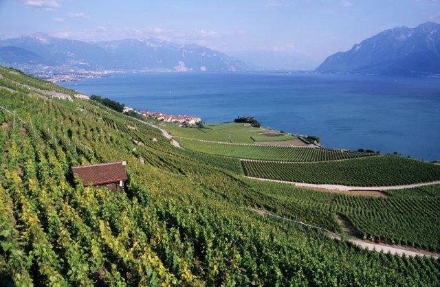 Vinice v kantonu Vaud.