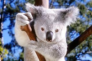 V rezervaci Lone Pine Koala můžete zvířata nejen pozorovat, ale i krmit a dotýkat se jich. 