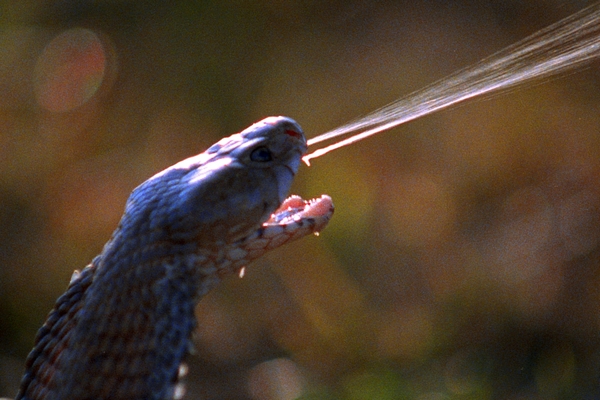 Jed vystřikovaný kobrou je nebezpečný i pro člověka.
