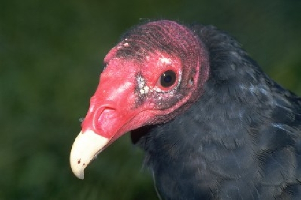 Samice kondora krocanovitého žila v pražské zoo přes 44 let.