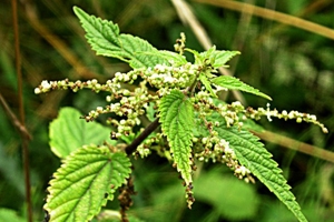 Pivo z kopřiv má svěží chuť a nazelenalou barvu. Pivo z kopřiv má svěží chuť a nazelenalou barvu.