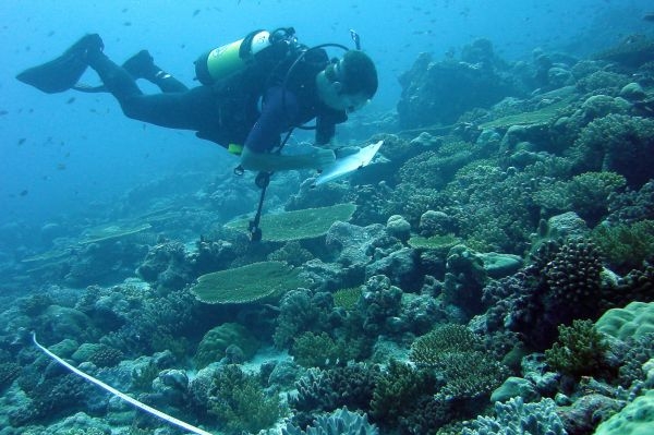 Vědci sledovali zdravotní stav korálů na 66 místech Indického oceánu.