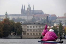 Fialový králík italské skupiny Fialový králík.