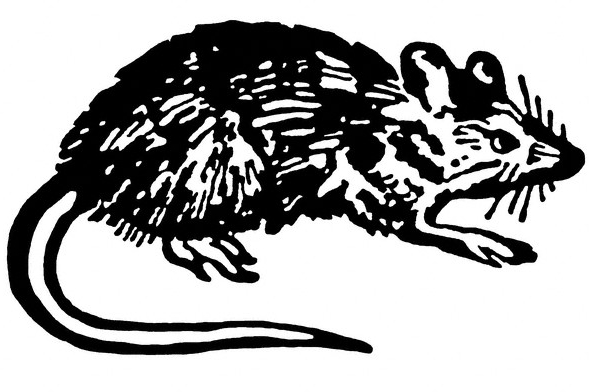 Infikovaný český import (ilustrace).