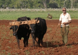 Kubánský farmář na svém políčku po řádění hurikánu Ike.