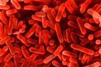 legionella pneumophilia