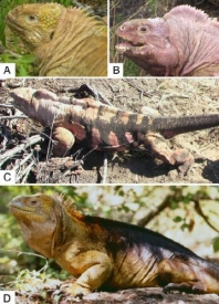 Leguán galapážský (A, D) a nově popsaný druh (B, C)
