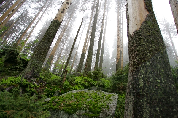 Žena žila v lese několik let, přesto o ní nevěděl ani hajný.