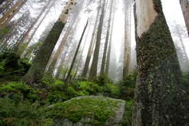 Žena žila v lese několik let, přesto o ní nevěděl ani hajný.