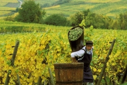 Vinobraní v Litoměřicích nebude trvat jeden, ale hned dva dny. Vinobraní v Litoměřicích nebude trvat jeden, ale hned dva dny.