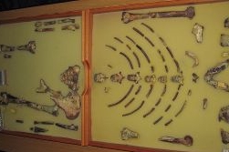 hominidka Lucy, 3,2 miliony let