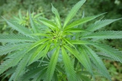 ilustračn&iacute; foto:marihuana