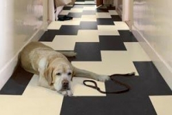 Marmoleum od Forbo Flooring.