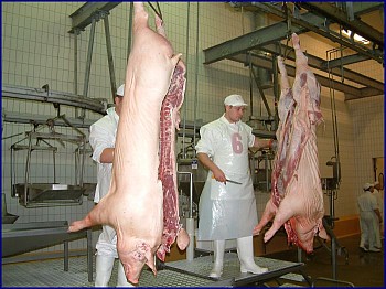 Masokombinát Debreceni Hús. Masokombinát Debreceni Hús.