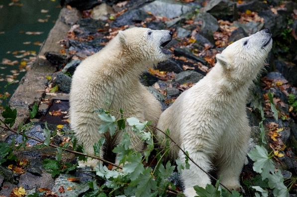 Medvědí bratři si získali přízeň všech návštěvníků zoo. Medvědí bratři si získali přízeň všech návštěvníků zoo.