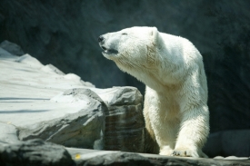 Medvědice Bora v pražské zoo.