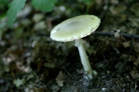 Muchomůrka zelená. Jedovatá, napovídají slimáci a červi - nejedí ji.