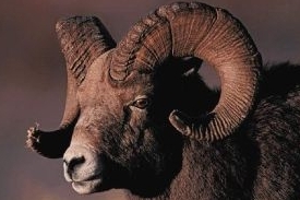 Muflon