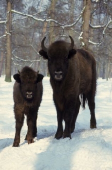 Největší evropský savec - zubr.