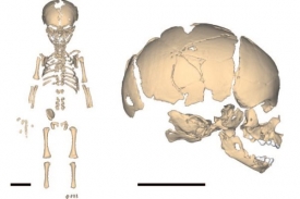 Rekonstrukce kostry a lebky neandertálského novorozence.