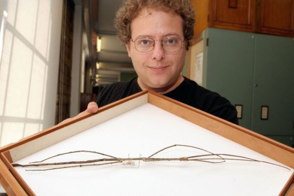 Kurátor Přírodovědného muzea G. Beccaloni ukazuje rekordní strašilku.