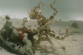 Abdopus aculeatus