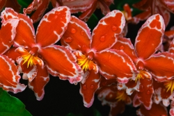 Orchidej.