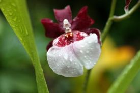 Orchidej
