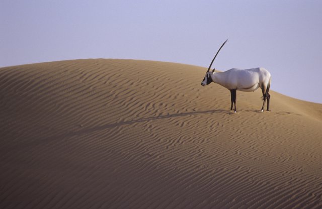 Ománská rezervace přímorožců arabských už na seznam nepatří.