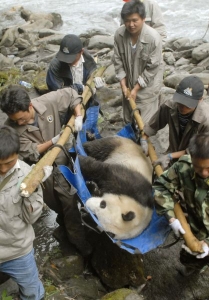 Panda jm&eacute;nem Si Si byla nalezena po zemětřesen&iacute; živ&aacute;.
