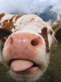 Krávy se už nového detekčního přístroje nemohou dočkat.