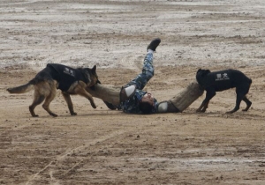 Paramilitantn&iacute; policie cvič&iacute; i ps&iacute; jednotky.