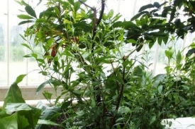 Lawsonia inermis.