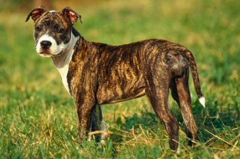 Pitbul
