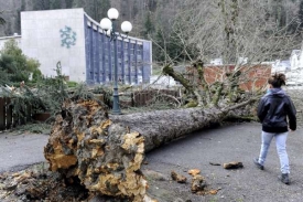 Spadan&eacute; stromy na jihu Francie.