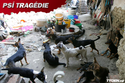 Psí tragédie ve Štarnově. Zatím na otravu uhynulo 33 psů.
