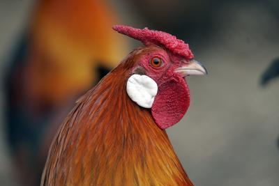 Ptačí chřipka