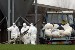 Likvidace ptač&iacute; chřipky na drůbež&iacute; farmě v britsk&eacute;m Holtonu.
