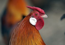 Kohoutek