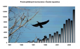Kormoránům se u nás v posledních letech daří.