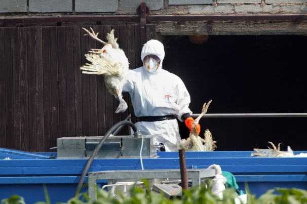 Španělská chřipka má podobné DNA jako chřipka ptačí.