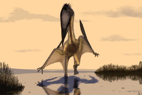 Lacusovagus magnificens měl rozpětí křídel pět metrů.