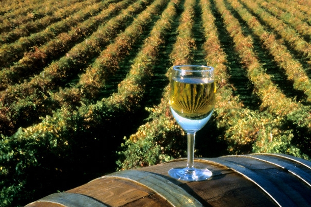Mezi bílými víny uspělo v Litoměřicích Chardonnay z Moravy. Mezi bílými víny uspělo v Litoměřicích Chardonnay z Moravy.