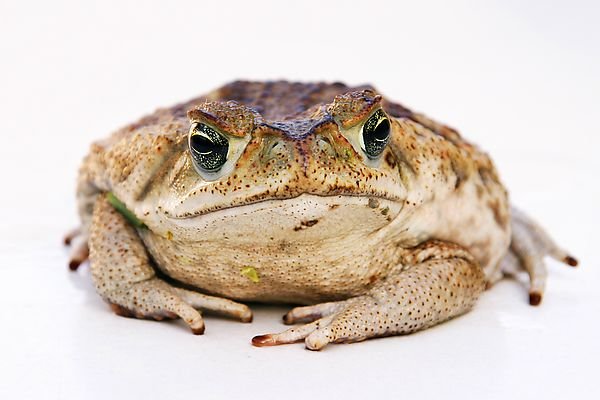 I z ropuchy obrovské se může stát pochoutka.