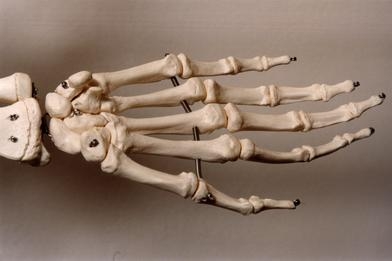 Anatomie ovlivnila výuku na akademiích. Anatomie ovlivnila výuku na akademiích.